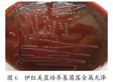 猪蓝耳病病毒、圆环病毒和大肠杆菌混合感染的诊断