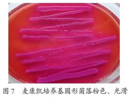 猪蓝耳病病毒、圆环病毒和大肠杆菌混合感染的诊断