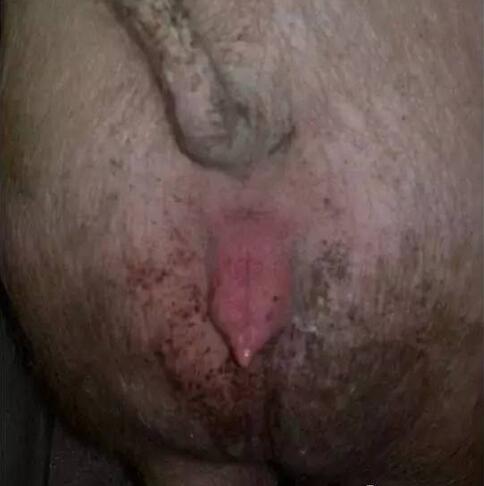 必修课！四图四表教会你如何鉴定母猪发情