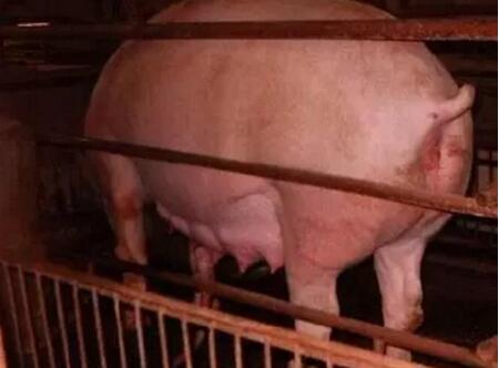 用激素鉴定母猪是否怀孕?不靠谱!