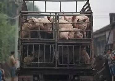 猪贩竟会“鬼术”?一招就让100头猪减重2000多斤