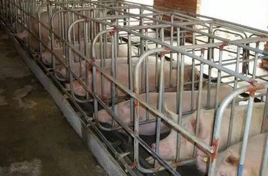 听说很多养猪人还蒙在鼓里 难道限位栏使用真是个阴谋