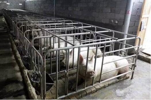 听说很多养猪人还蒙在鼓里 难道限位栏使用真是个阴谋
