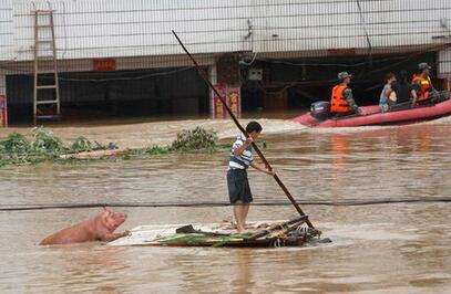 凤冈何坝镇养猪场被淹 党员干部转移百余大肥猪