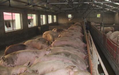 千万不要再这样养猪了!很多养猪人因此栽了大跟头