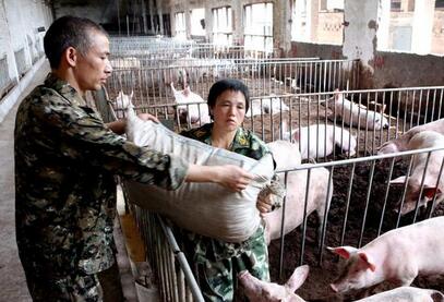 养猪失败是因为行情差?且看养猪成败的四个要素