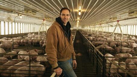 猪价暴跌 所谓“专家”怪散养猪户?先看看这些猪……