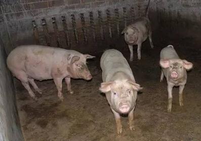 昆明:警方查获走私活体生猪979头 查获冻品266.87吨