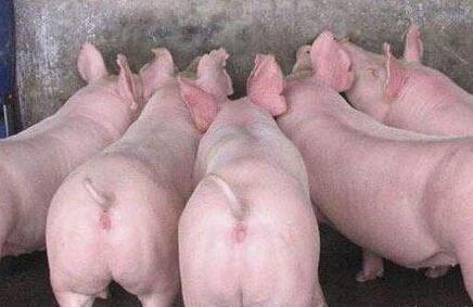 养猪人总结生猪价格买卖技巧,多次成功低进高卖