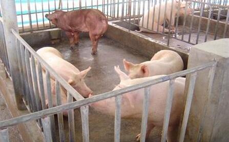 让强拆猪场成为历史!畜禽粪污还田利用将得到制度保障