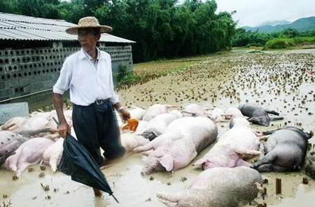 南方地区接连大雨，养猪场要注意这些问题