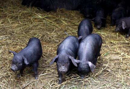 生猪调出大县名单出炉,看看这里有你的家乡吗?