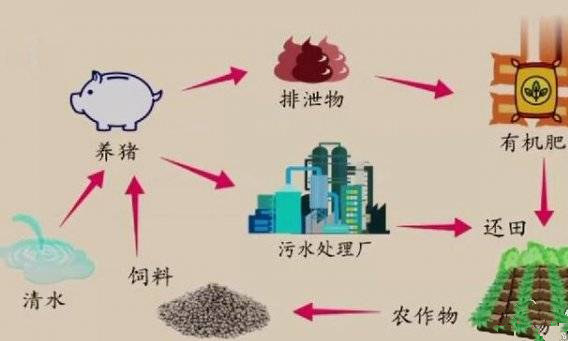 这才是养猪的终极模式，不照做的养猪场可能会倒闭！