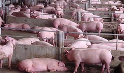 最近极度走强的豆子 未来基差我们依旧看好