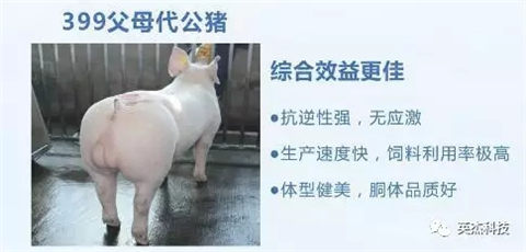 恒立爱普乐斯公司及PIC 种猪介绍