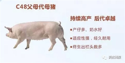 恒立爱普乐斯公司及PIC 种猪介绍