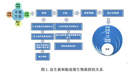 益生菌-肠道黏膜免疫-IgA三者之间的关系