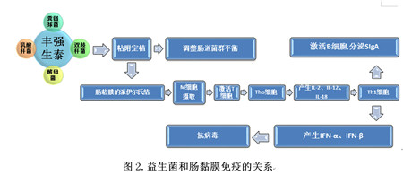 益生菌-肠道黏膜免疫-IgA三者之间的关系