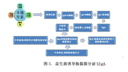 益生菌-肠道黏膜免疫-IgA三者之间的关系