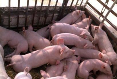 猪场已拆5万个!还有11500个待关闭!家庭猪场的未来在哪?