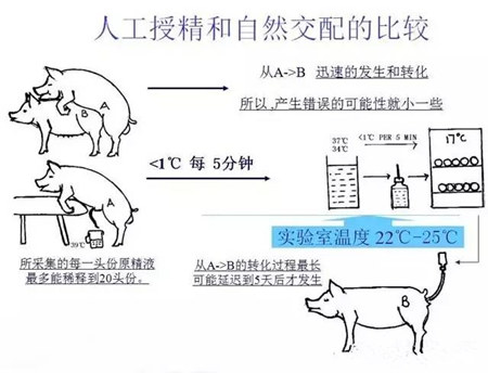 猪人工授精的常识，你知道多少？