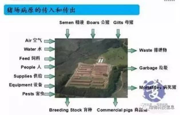 规模猪场生物安全体系关键环节,做好了就能控制疫病!