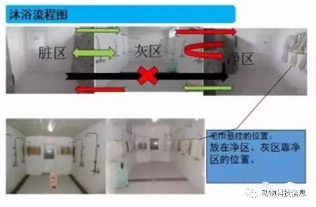 规模猪场生物安全体系关键环节,做好了就能控制疫病!