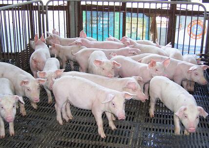 排污数据24小时连接环保局,浙江省出绝招管猪场