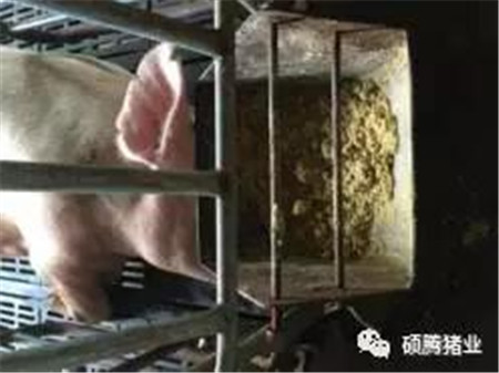 伏天来袭，产房母猪消暑纳凉四大管理要点又双叒叕来了！