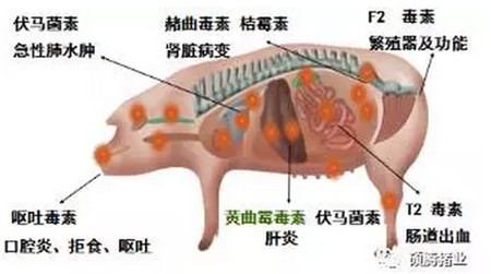 伏天来袭，产房母猪消暑纳凉四大管理要点又双叒叕来了！