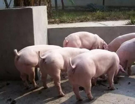 头胎母猪淘汰率偏高的原因和预防措施!