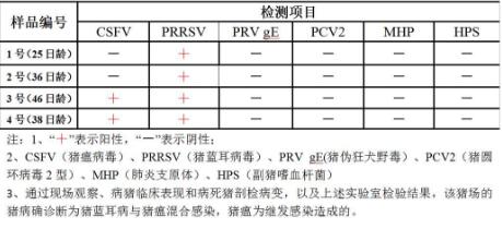 有蓝耳必有猪瘟？？——猪蓝耳病病毒继发猪瘟混合感染的临床病例报告