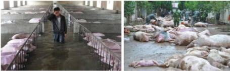 水深火热的夏季,猪场如何闯过流感高热的考验?