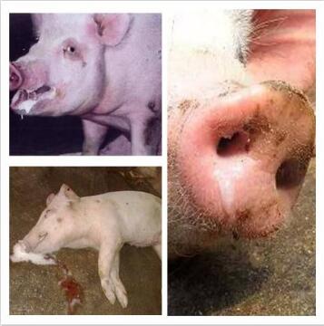 水深火热的夏季,猪场如何闯过流感高热的考验?