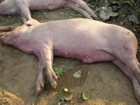 水深火热的夏季,猪场如何闯过流感高热的考验?