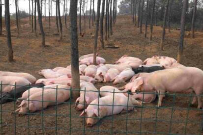 惨!猪场遭下毒死猪22头损失近4万元,嫌疑人被判有期徒刑