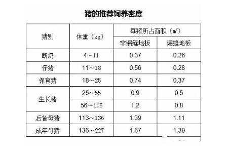 入伏了,一定要调整猪的饲养密度