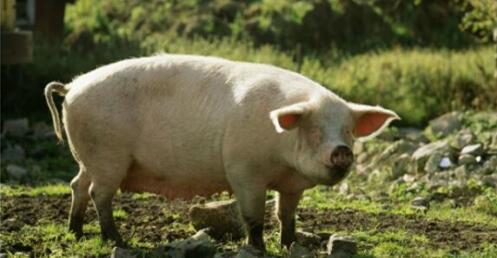 柬埔寨遭越南猪倾销已亏损10亿,中国还想放开进口越南猪?