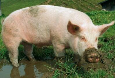 这个老板用文创打通了猪行业6级产业链,年赚4亿!