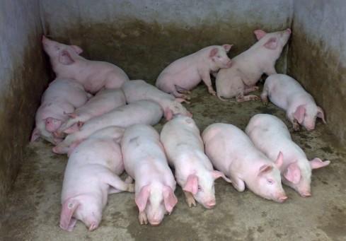 下半年猪价可能会趋于稳定或继续上涨