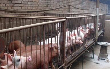 江西宜春一男子爱惜猪崽 让妻子与猪同笼照看