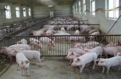 为了垄断市场 “猪霸”竟殴打并强迫他人下跪承认“错误”