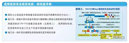 直面蓝耳病：姜平、杨汉春教授发现目前NADC30毒株与中国高致病性毒株重组案例非常多，但TJM-F92疫苗能对重组毒株提供保护！