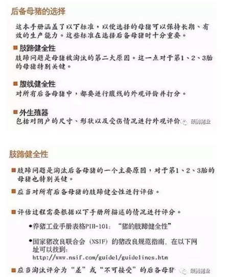 43张图片传授挑选健康、高产后备母猪的技巧，值得收藏！