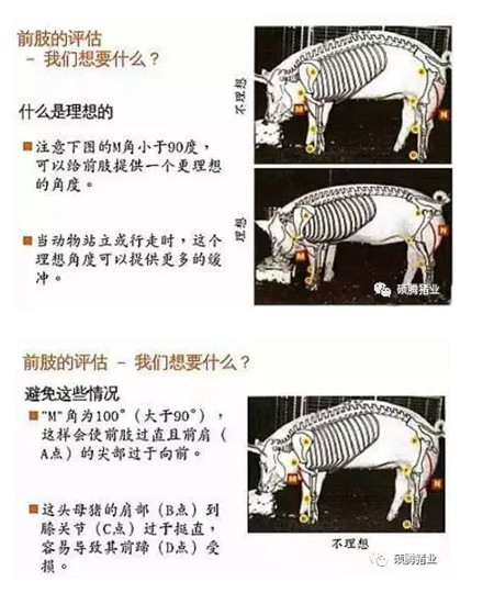 43张图片传授挑选健康、高产后备母猪的技巧，值得收藏！