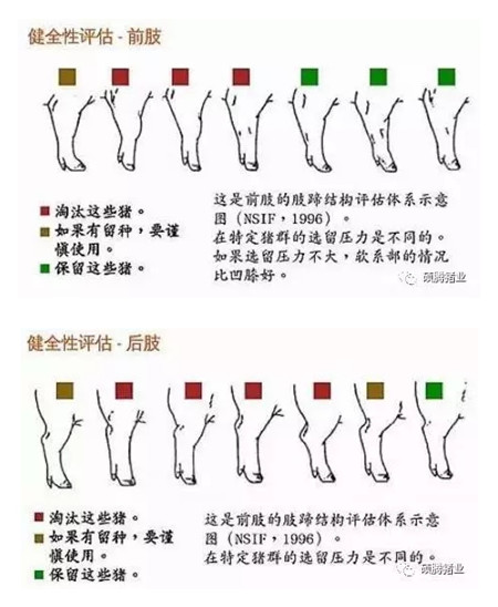 43张图片传授挑选健康、高产后备母猪的技巧，值得收藏！