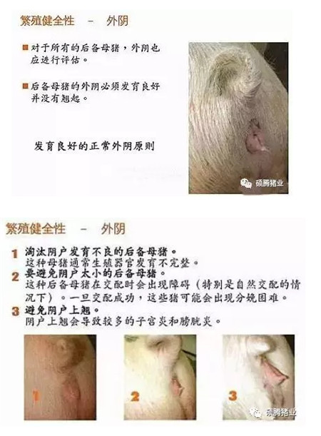 43张图片传授挑选健康、高产后备母猪的技巧，值得收藏！