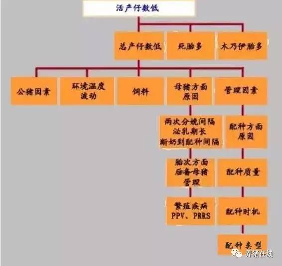 为什么母猪的产仔数少，从这9个方面找原因