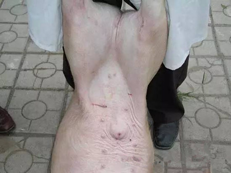 仔猪腹腔补液技术图文详解