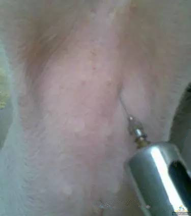 仔猪腹腔补液技术图文详解